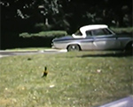 8mm_01_070 6122 robin in yard